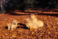 Picture of  nanfan sage, chalkyfield folly chalkyfield badger norfolk terrier bitch and her 2 puppies