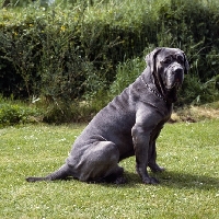 Picture of  neapolitan mastiff sitting