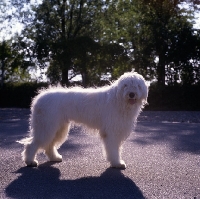 Picture of  omar nortonia,  south russian sheepdog with sunlit background