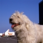 Picture of  omar nortonia,south russian sheepdog head study