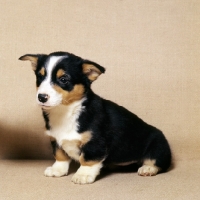 Picture of  pembroke corgi puppy sitting