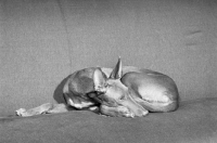 Picture of  pharaoh hound lying on a sofa
