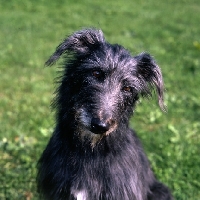 Picture of  portrait of fern, the lurcher looking bemused