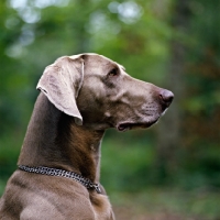 Picture of  portrait of weimaraner side view