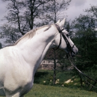 Picture of  Pregel, German Arab stallion at marbach, head and shoulders 