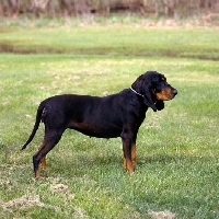 Picture of  richland's merrie maudella,  black and tan coonhound standing on grass