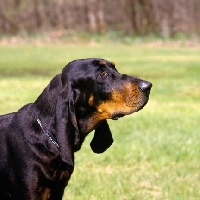 Picture of  richland's merrie maudella, black and tan coonhound, head study