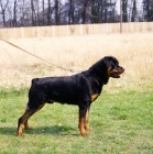 Picture of  rottweiler from chesara kennels
