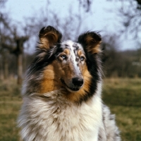 Picture of  rough collie, merle, portrait