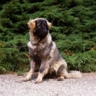 Picture of  sarplaninac, yugoslavian sheepdog, sitting down