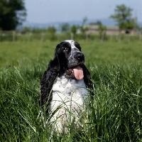 Picture of  sh ch coltrim mississippi gambler, english cocker spaniel sitting in long grass