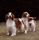 Picture of  sh ch deri darrell of linkhill, sh ch liza of linkhill,  two welsh springer spaniels standing on grass