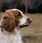 Picture of  sh ch deri darrell of linkhill,   welsh springer spaniel, head study, 