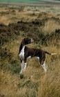 Picture of  sh ch fiveacres chantelle, pointer looking over shoulder on moorland