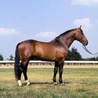 Picture of  side view of Holstein stallion at Elmshorn, Germany