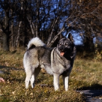 Picture of  skogsmarkens skott norwegian elkhound standing on grass