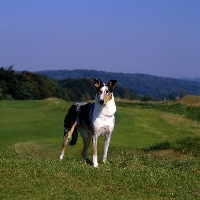 Picture of  smooth collie standing on hill