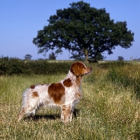Picture of  sonnenberg viking, brittany standing in a field