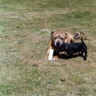Picture of  toby and his pup, staffordshire bull terriers with a toy