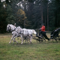 Picture of  troika with three russian stallions,  tersk, orlov trotter, tersk side view in moscow forest