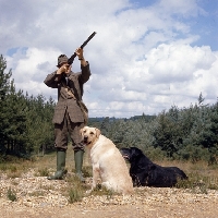 Picture of  two labradors with man shooting
