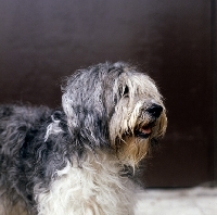 Picture of  uri the larichesse, schapendoe head study