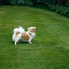 Picture of  velrock la-tru at braeduke, tibetan spaniel standing on grass