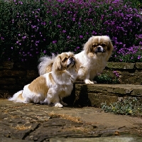 Picture of  velrock lu-tsang at braeduke & velrock la-tru at braeduke, two tibetan spaniels sitting on steps