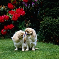 Picture of  velrock lu-tsang at braeduke & velrock la-tru at braeduke,  two tibetan spaniels sitting on grass kissing