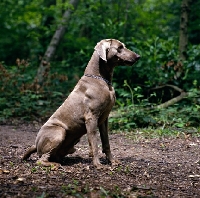 Picture of  weimaraner sitting in woods