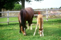 Picture of  welsh pony cob type, sec c, mare and foal grazing