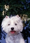 Picture of  west highland white terrier with a background of blossom
