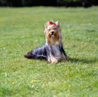Picture of  yorkshire terrier in the wind with eyes closed