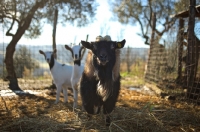 Picture of a black goat and two white goats