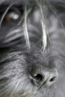 Picture of A Cairn Terriers nose and eye