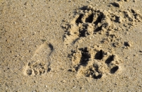 Picture of a common path - child and dog footprints - man meeting dog