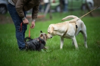 Picture of A cream labrador retriever and a yorkshire terrier looking and smelling at each other while on lead