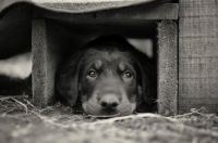 Picture of a cute beauceron puppy hiding 