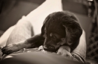 Picture of a cute beauceron puppy resting in a woman's lap