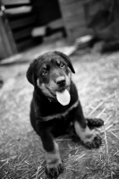 Picture of a cute beauceron puppy sitting