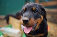 Picture of a cute beauceron puppy