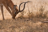 Picture of A grazing Impala