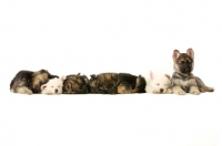 Picture of a litter of German Shepherd (aka Alsatian) puppies laid asleep in a row
