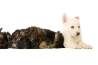 Picture of a litter of German Shepherd (aka Alsatian) puppies laid asleep in a row