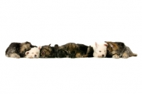 Picture of A litter of German Shepherd (aka Alsatian) puppies laid asleep in a row