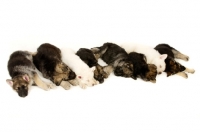 Picture of A litter of German Shepherd (aka Alsatian) puppies laid asleep in a row