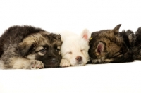 Picture of a litter of German Shepherd (aka Alsatian) puppies laid asleep in a row