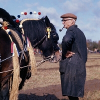 Picture of a man and his shire horse at ploughing competition, mattingley, hants 1974