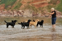 Picture of a pack of labradors paddling on the beach with owner