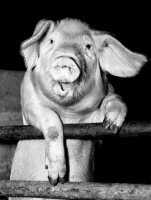 Picture of a pig holding forth